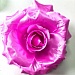 ВГ025 Голова роза Красота атлас. 7 сл, Д=16 см
