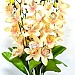 В026 Ветка Орхидеи ФЕОНА Н=67см